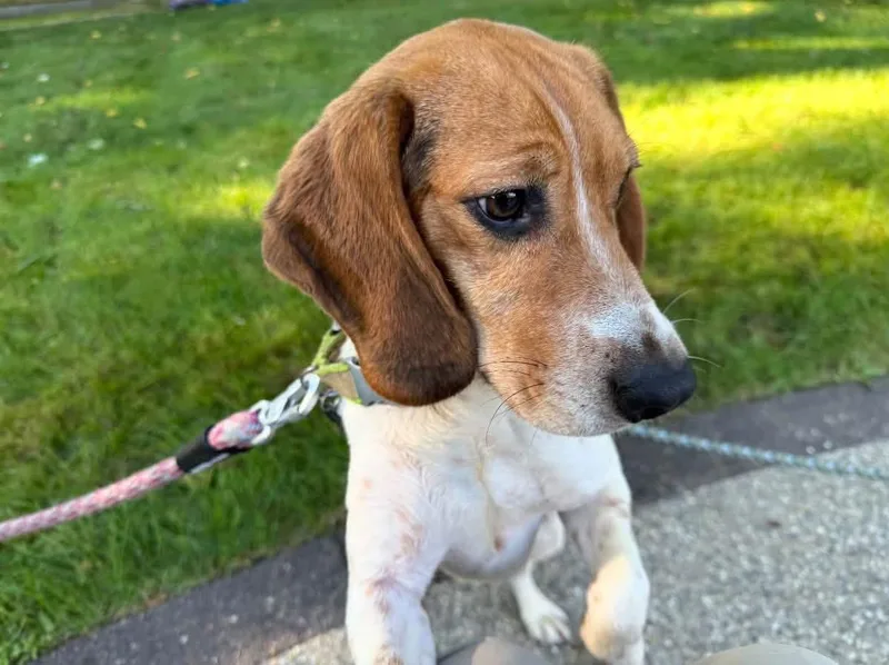 A young medium-sized male Beagle dog named Champ for adoption in Clinton, MI