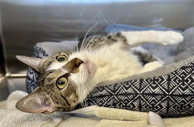 A young medium-sized female Domestic Short Hair cat named Angel for adoption in Kalamazoo, MI