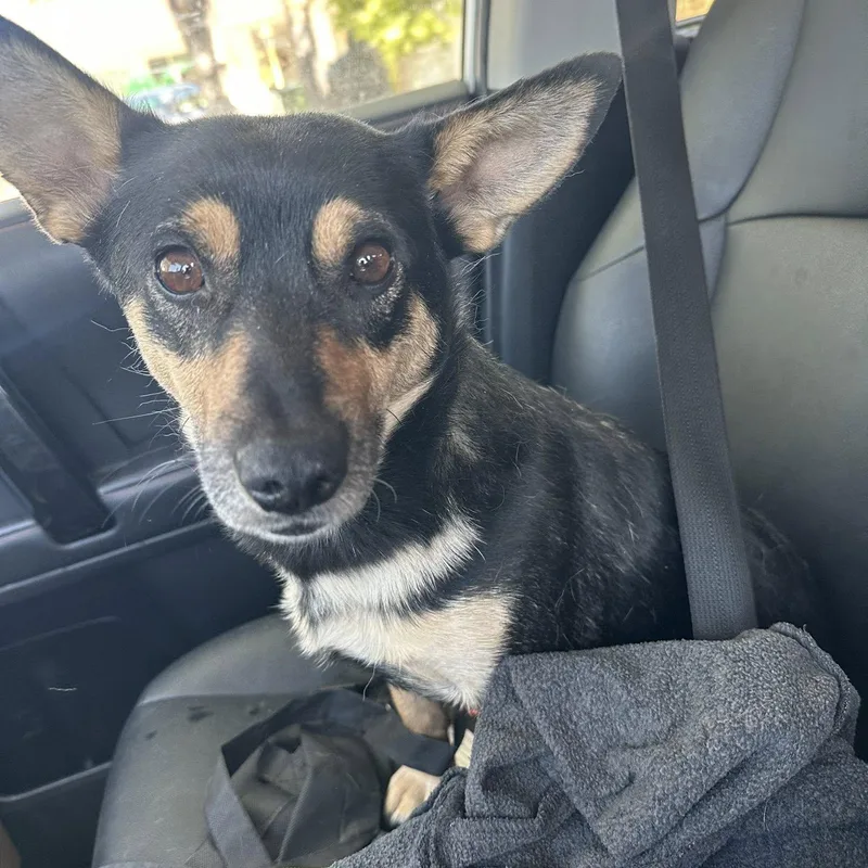 Levi