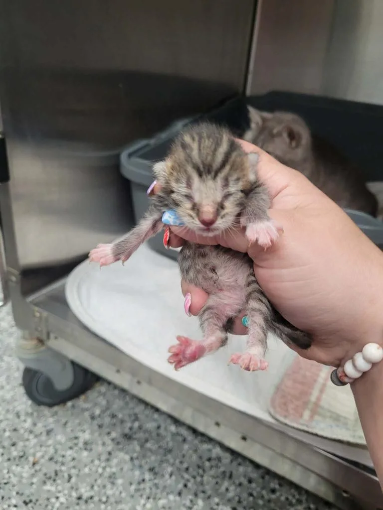 A baby medium-sized male Domestic Short Hair cat named Kodama for adoption in Republic, MO
