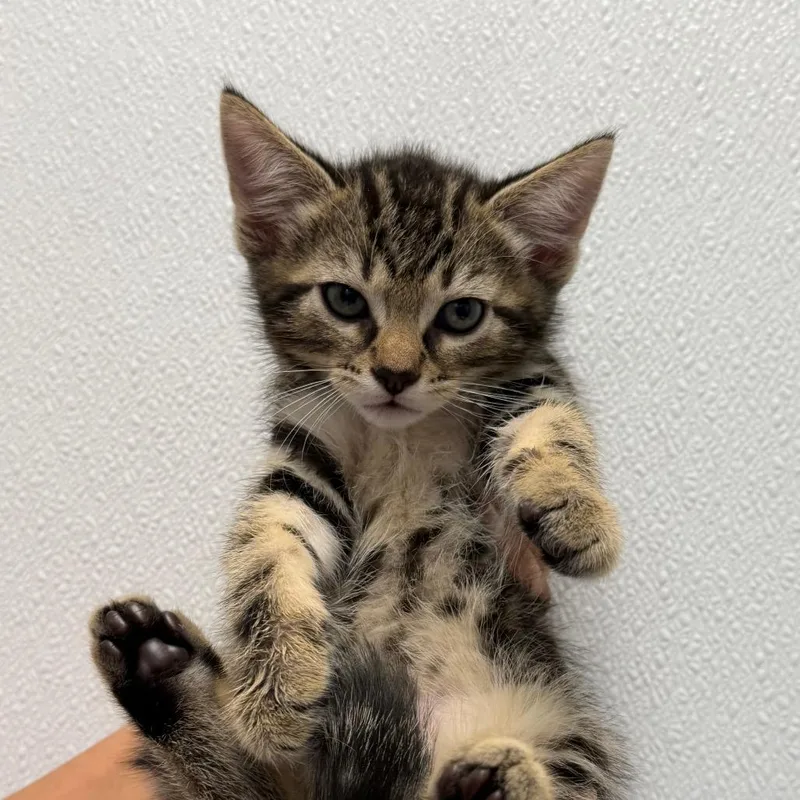 A baby small-sized male Brown / Chocolate Domestic Short Hair cat named Milo for adoption in Sunnyvale, CA