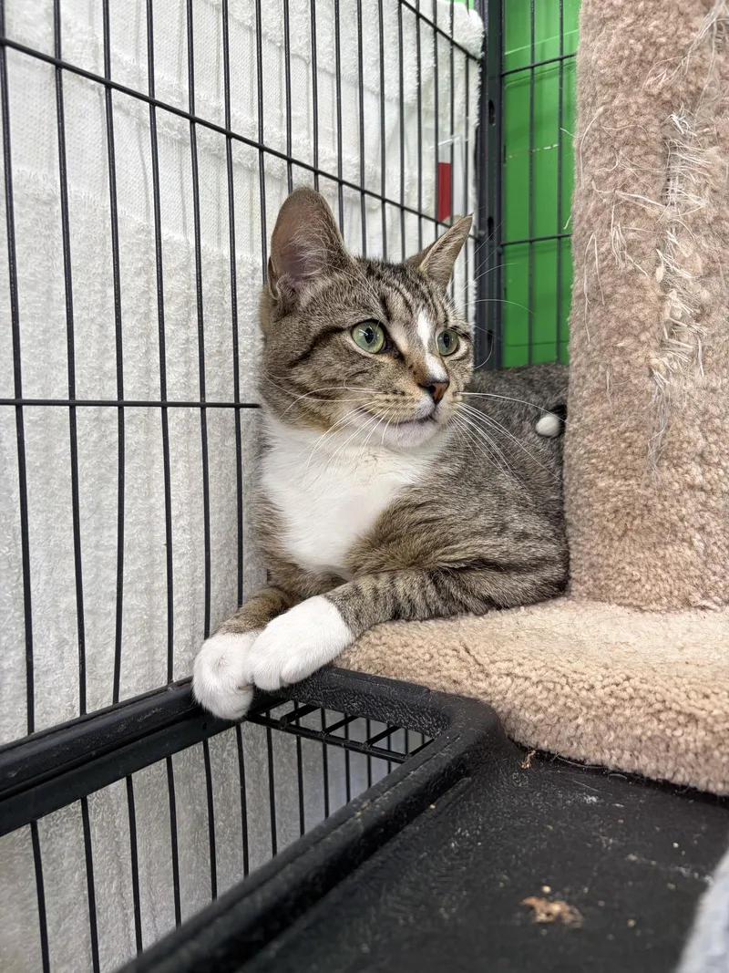 An adult medium-sized male Domestic Short Hair cat named Jellybean for adoption in Herndon, VA