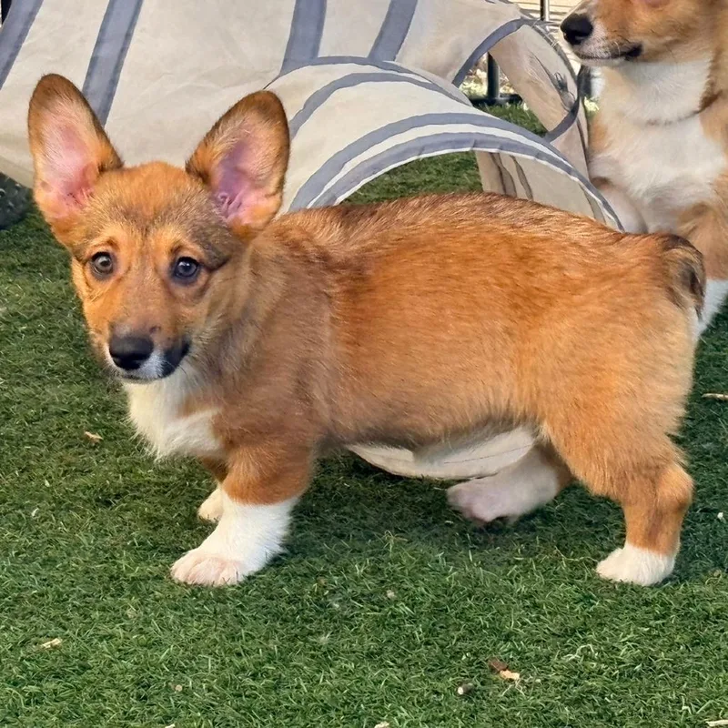 A baby small-sized female Yellow / Tan / Blond / Fawn Corgi dog named Melaka for adoption in Ada, MN