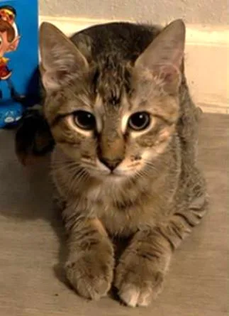 A baby medium-sized female Tabby cat named Crackle for adoption in Conroe, TX