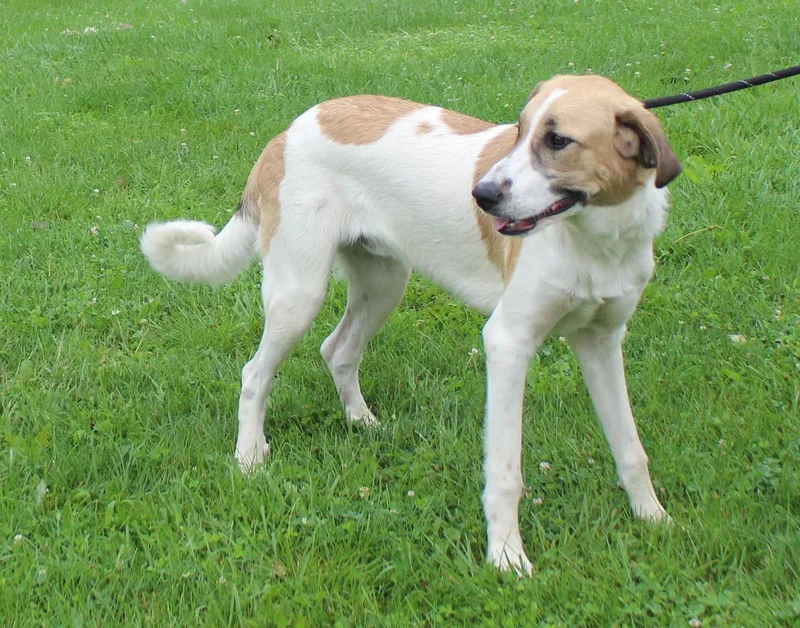An adult large-sized male White / Cream Great Pyrenees dog named Chip for adoption in Heath, OH
