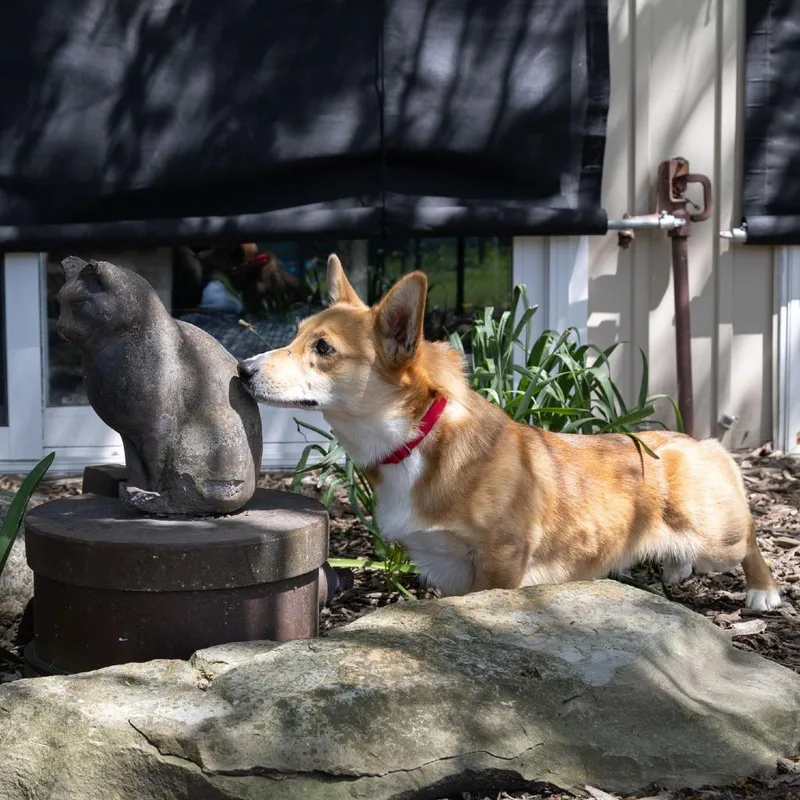 An adult small-sized male Yellow / Tan / Blond / Fawn Cardigan Welsh Corgi dog named Maverick for adoption in McKean, PA