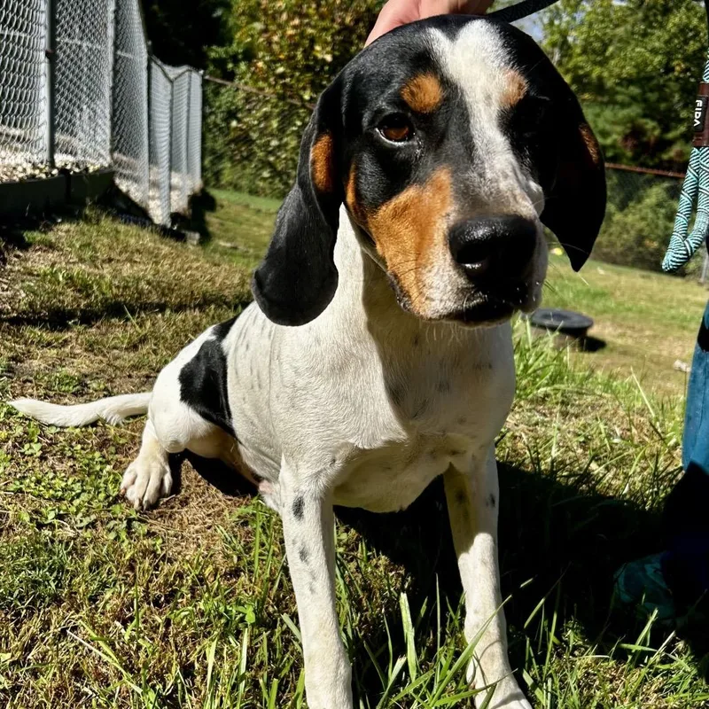 An adult medium-sized male Treeing Walker Coonhound dog named Ferb for adoption in Spruce Pine, NC
