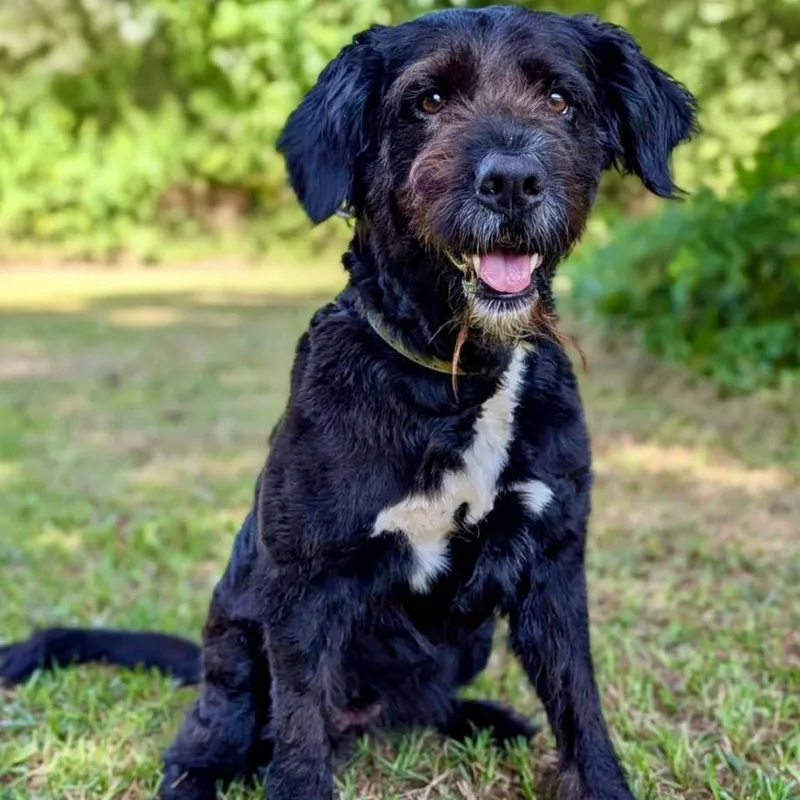 An adult medium-sized female Black Labrador Retriever dog named Kali for adoption in Tyrone, GA