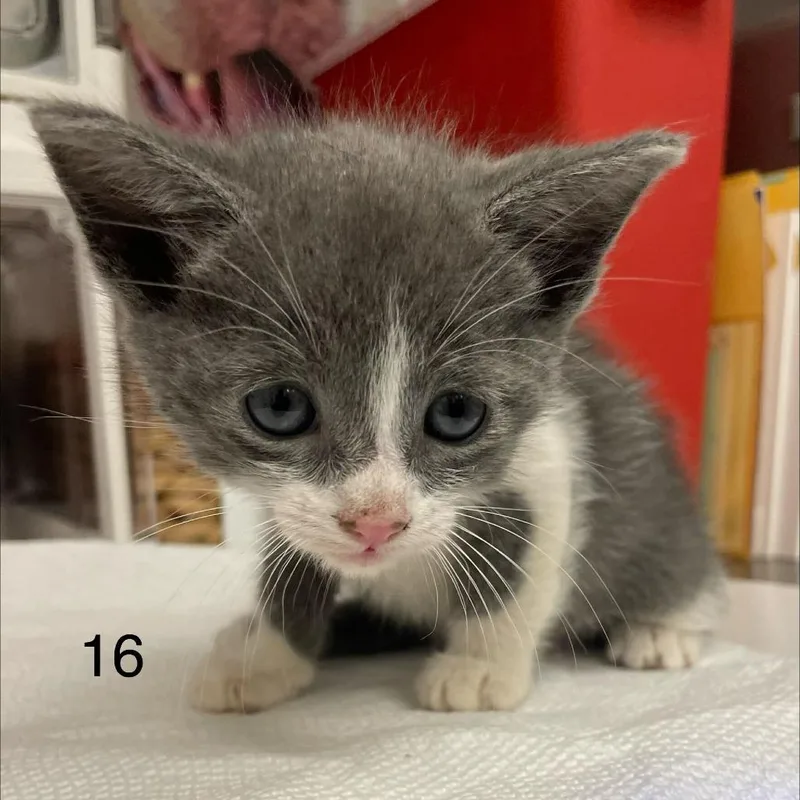 A baby small-sized male Gray / Blue / Silver Domestic Short Hair cat named Quill for adoption in Spokane, WA