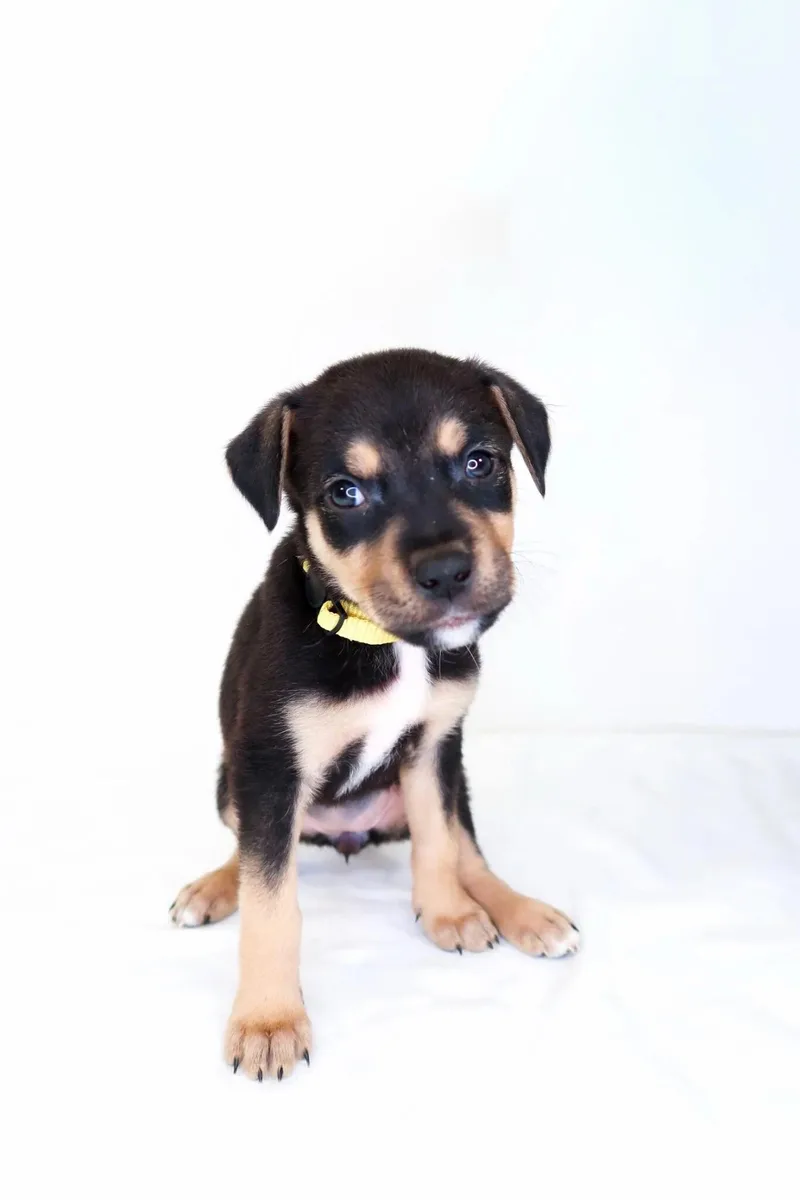A baby medium-sized female Tricolor (Brown, Black, & White) Shepherd dog named Trix for adoption in Bixby, OK