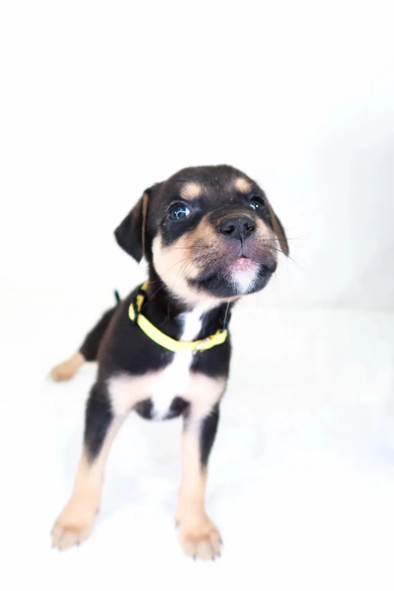 Trix thumbnail 3