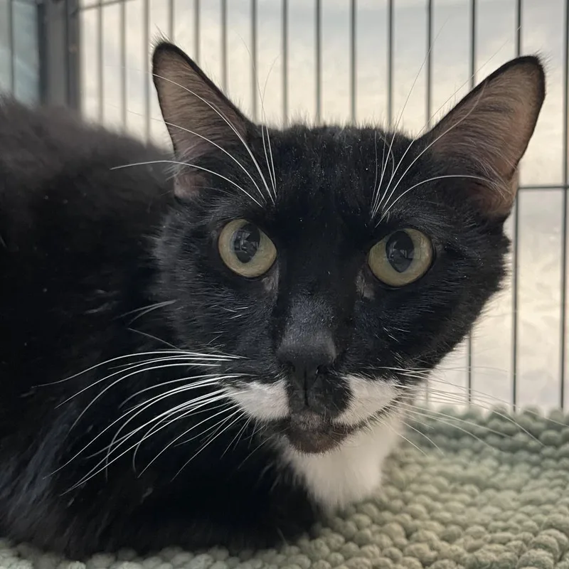 A senior large-sized male Black Domestic Short Hair cat named Monkey Man for adoption in Lakeland, FL