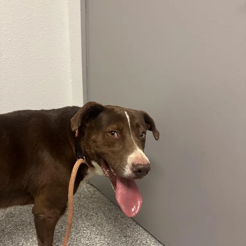 An adult large-sized male Brown / Chocolate Pit Bull Terrier dog named Chaco for adoption in Taos, NM