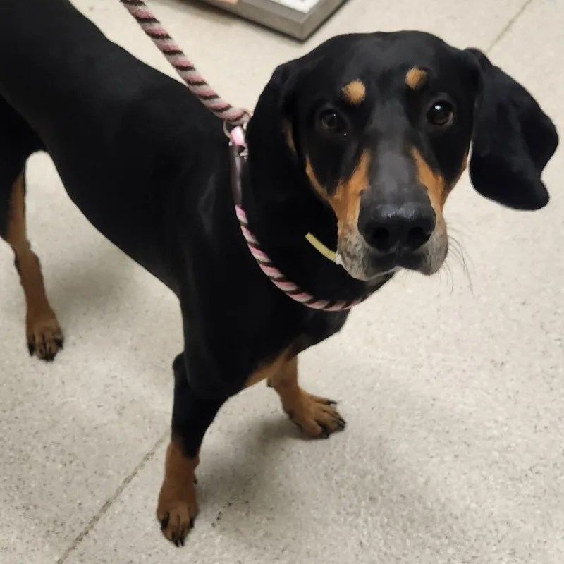 An adult large-sized male Black Coonhound dog named Jack for adoption in Murray, UT