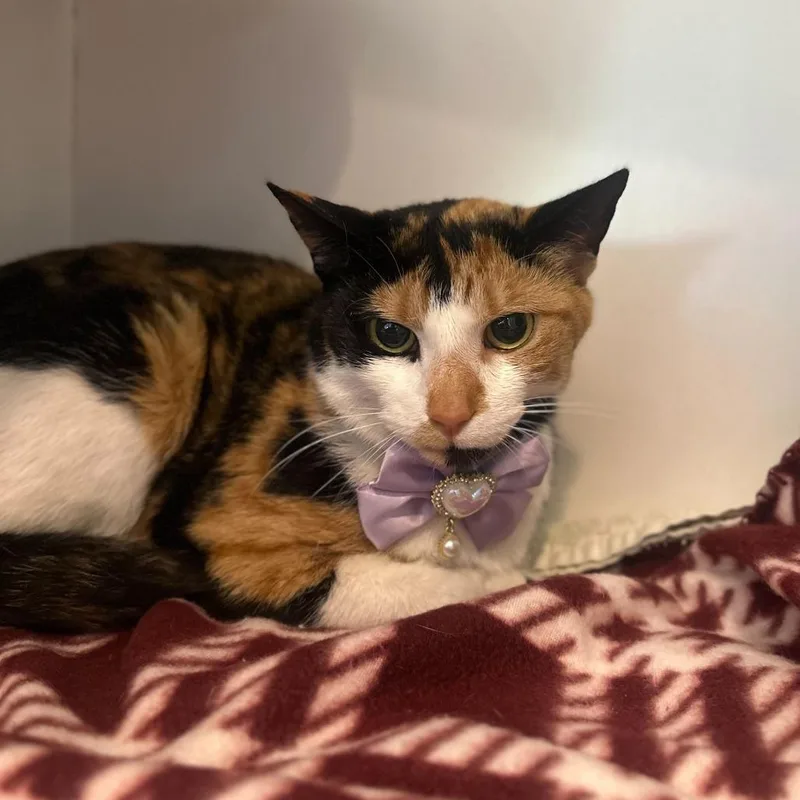 An adult medium-sized female Calico Domestic Short Hair cat named Kali for adoption in Matteson, IL