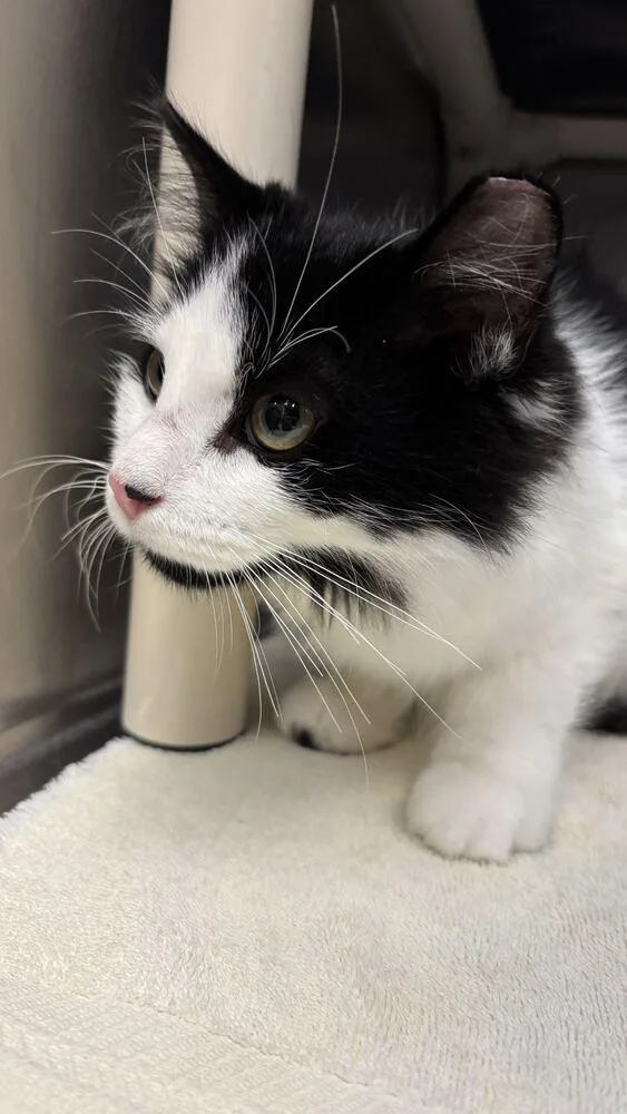 A baby small-sized male Black & White / Tuxedo Domestic Long Hair cat named Linus for adoption in Bowling Green, OH