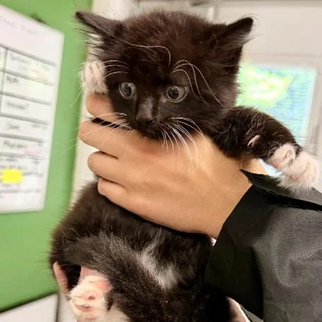 A baby small-sized female Brown / Chocolate Domestic Short Hair cat named Gyro for adoption in Newark, DE