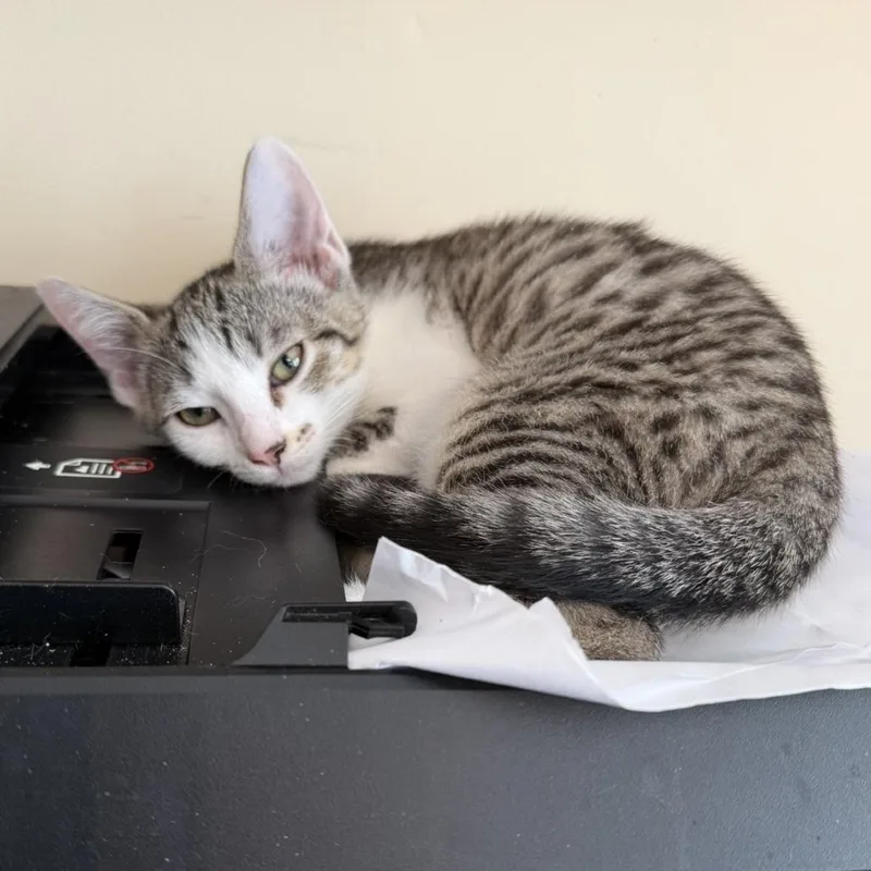 A baby small-sized female Domestic Short Hair cat named Trinket for adoption in Woodstock, GA