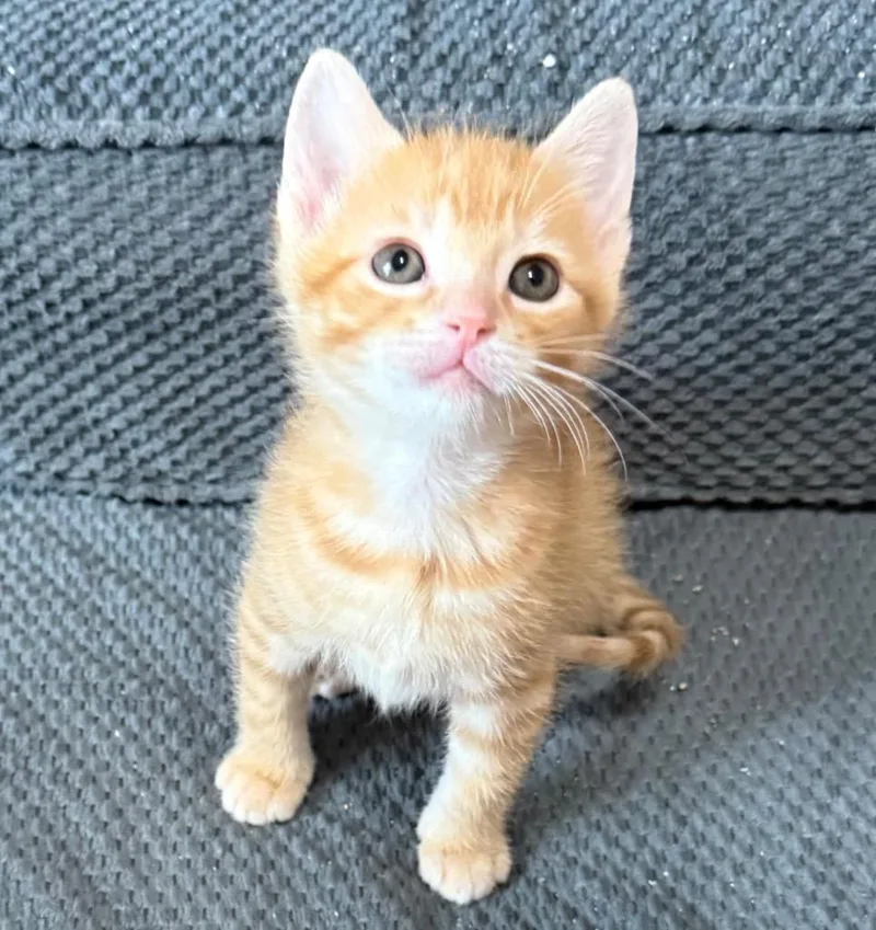 A baby medium-sized male Domestic Short Hair cat named Lex Luthor for adoption in Columbia, IL