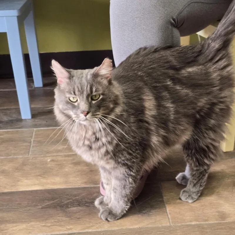 Sir Fluffy Butt