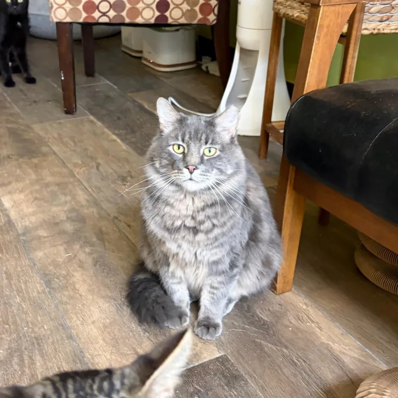 Sir Fluffy Butt thumbnail 2