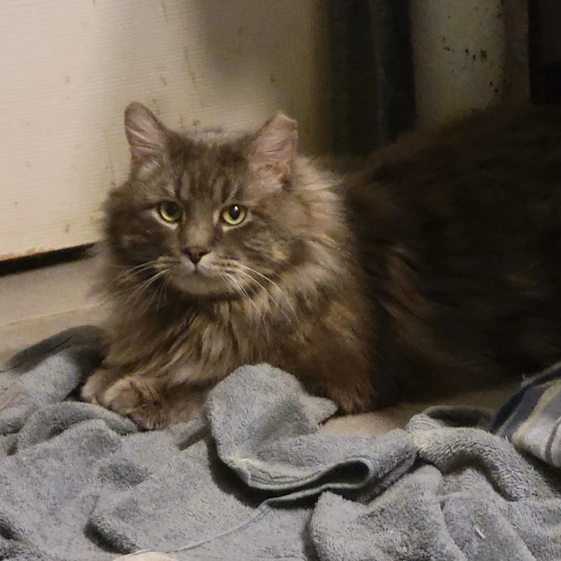 Sir Fluffy Butt thumbnail 3