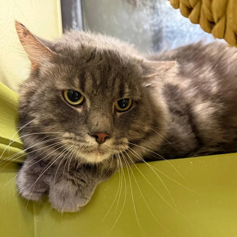 Sir Fluffy Butt thumbnail 5