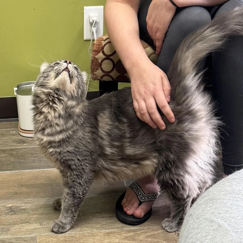 Sir Fluffy Butt thumbnail 6