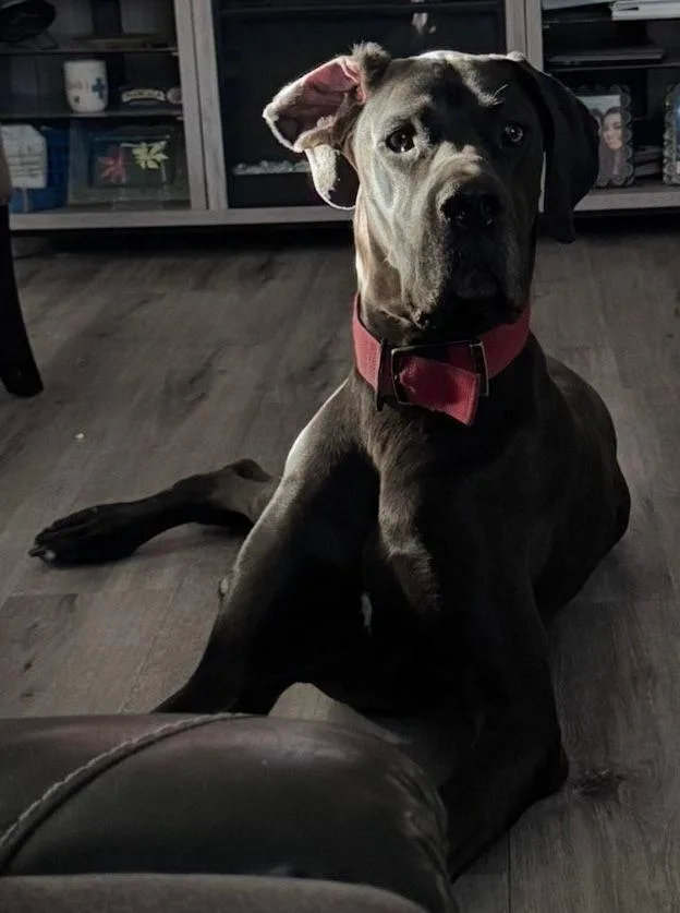 A young extra large-sized male Black Great Dane dog named Tank for adoption in Larkspur, CO