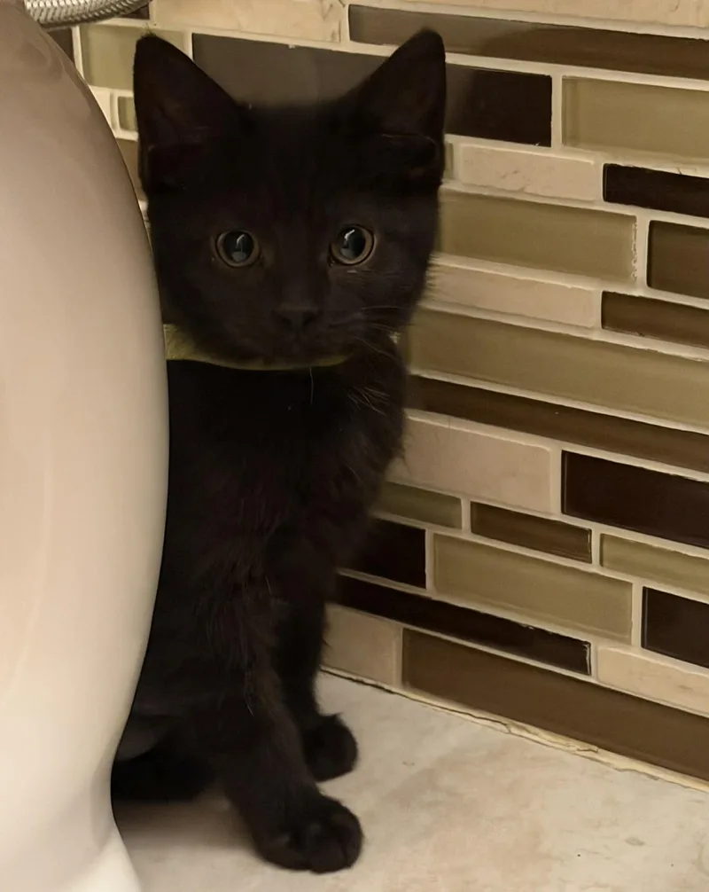 A young medium-sized female Black Domestic Short Hair cat named Janet for adoption in Buffalo, NY