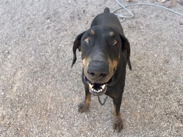 Duke