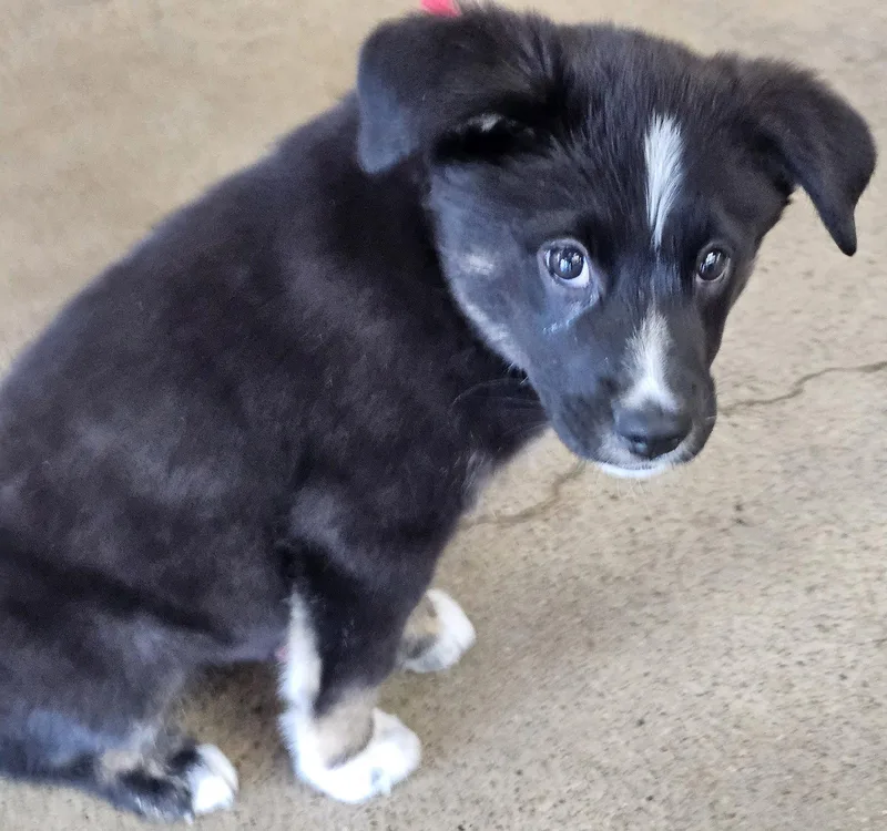 Puppy Tommy Boy thumbnail 3