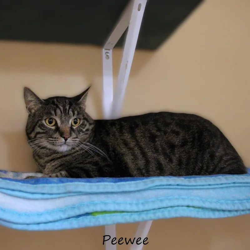 An adult small-sized male Brown / Chocolate American Shorthair cat named Peewee for adoption in Yucaipa, CA