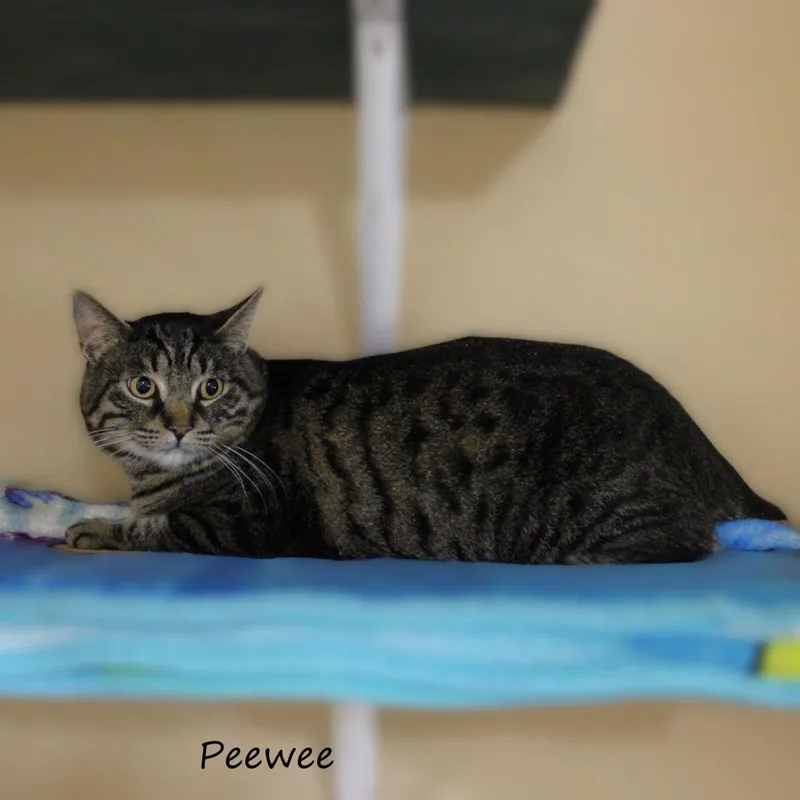 Peewee thumbnail 2