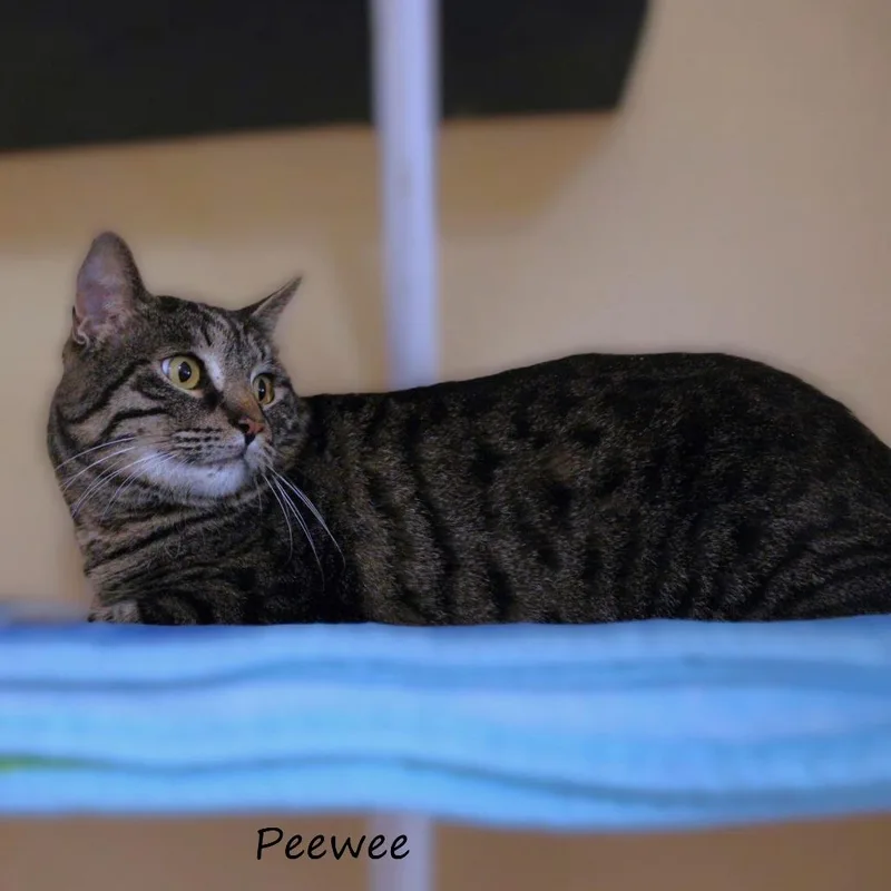 Peewee thumbnail 4