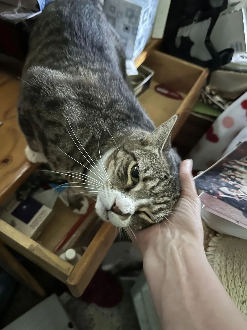 A senior large-sized female Domestic Short Hair cat named Baby The Sweet Tabby for adoption in Oviedo, FL
