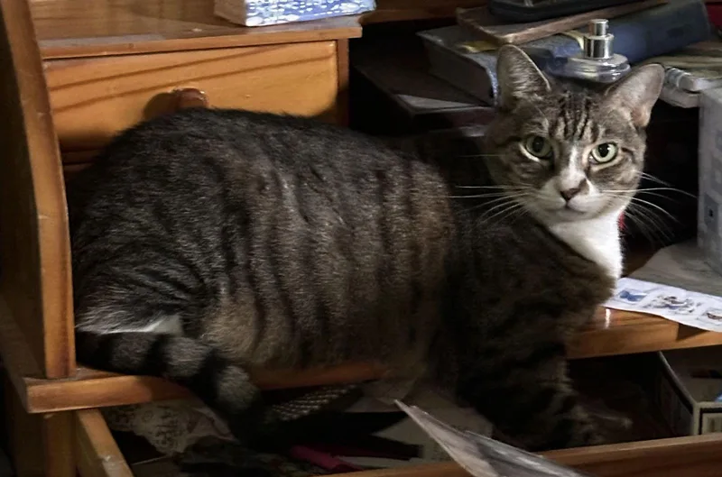 Baby The Sweet Tabby thumbnail 2