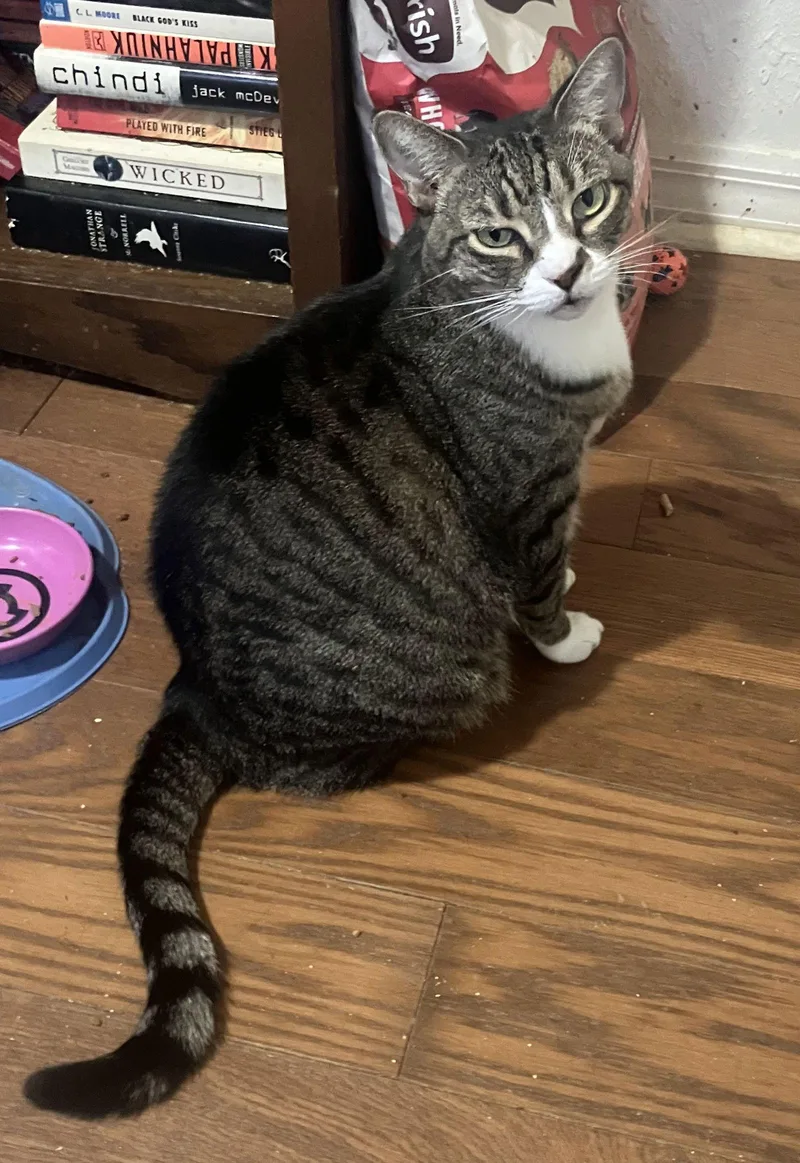 Baby The Sweet Tabby thumbnail 3