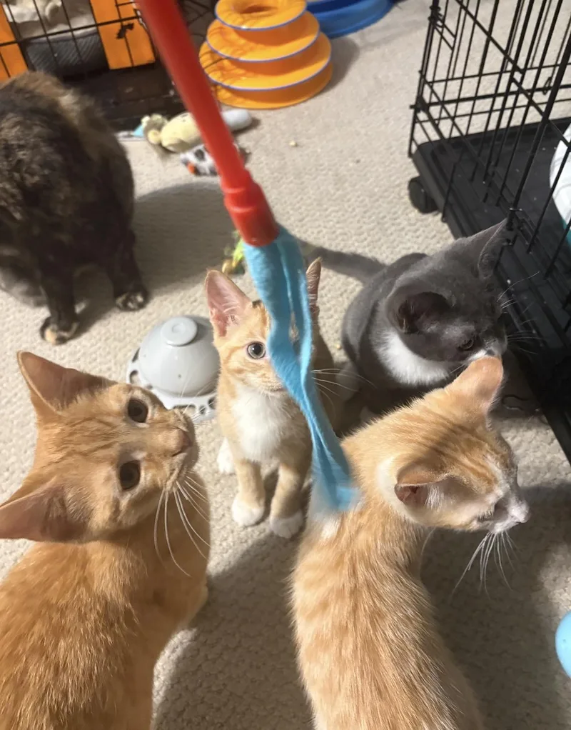 A baby small-sized male Orange / Red Domestic Short Hair cat named Bread for adoption in Hope Mills, NC