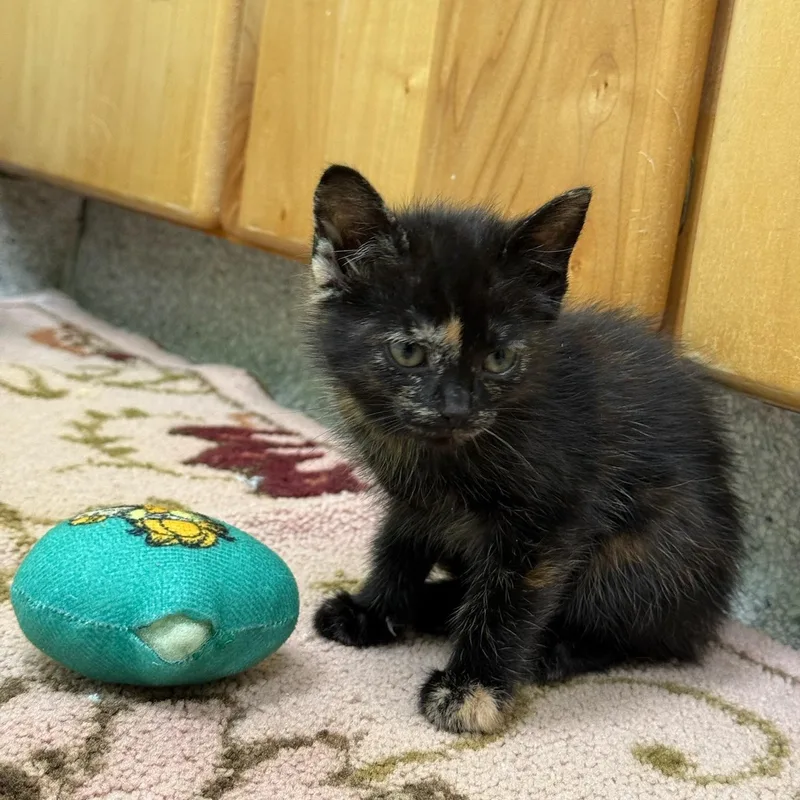 A baby medium-sized female Tortoiseshell cat named Lauper for adoption in Kent, WA