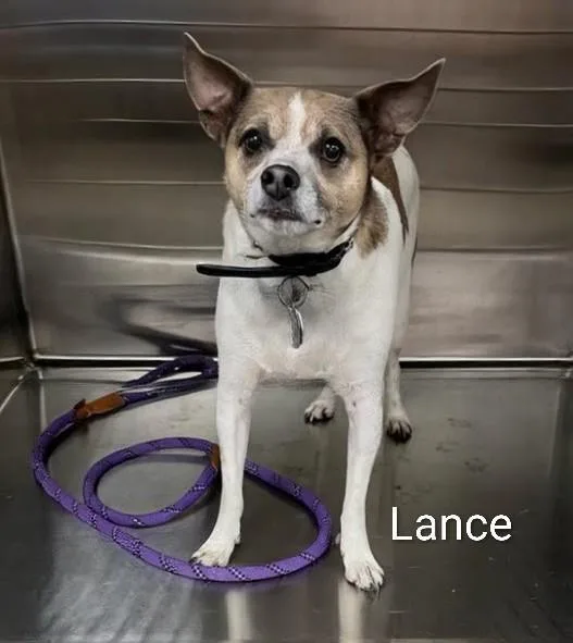 An adult large-sized male Chihuahua dog named Lance for adoption in Greenfield, IN