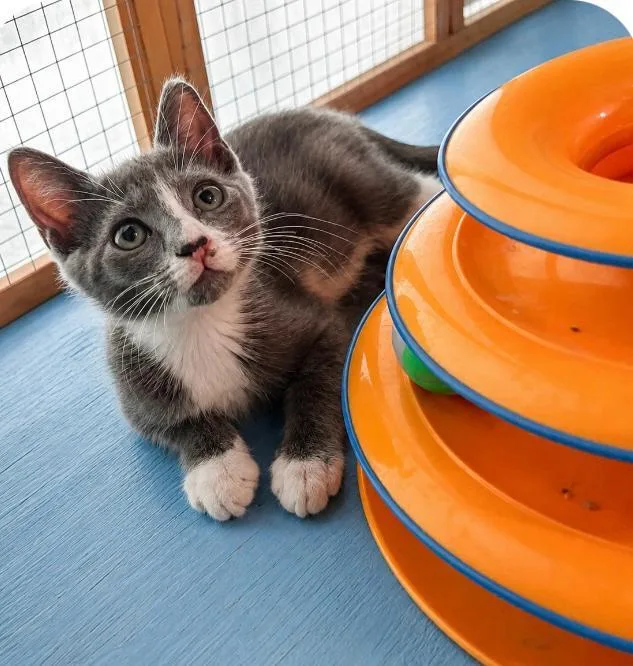 A baby small-sized male Gray & White Domestic Short Hair cat named Tomahawk for adoption in Homestead, FL