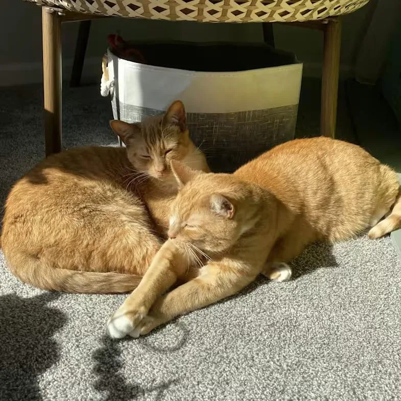 An adult large-sized male Orange & White Domestic Short Hair cat named Bobo  Bonded Wcheeto for adoption in Rockford, MI