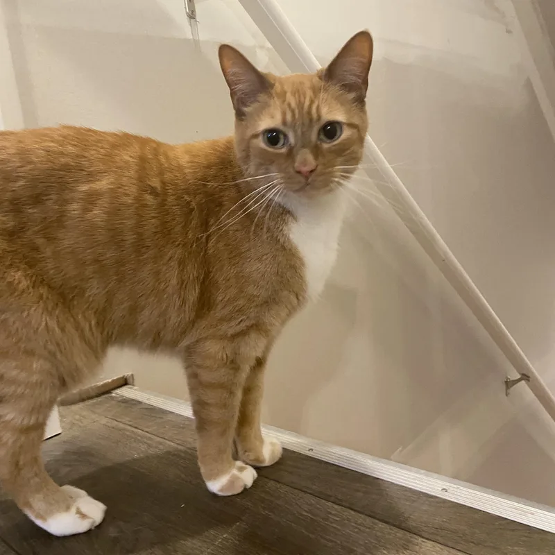Bobo  Bonded Wcheeto thumbnail 2