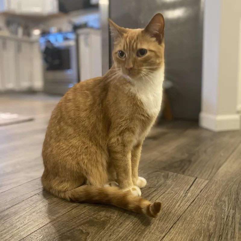 Bobo  Bonded Wcheeto thumbnail 3