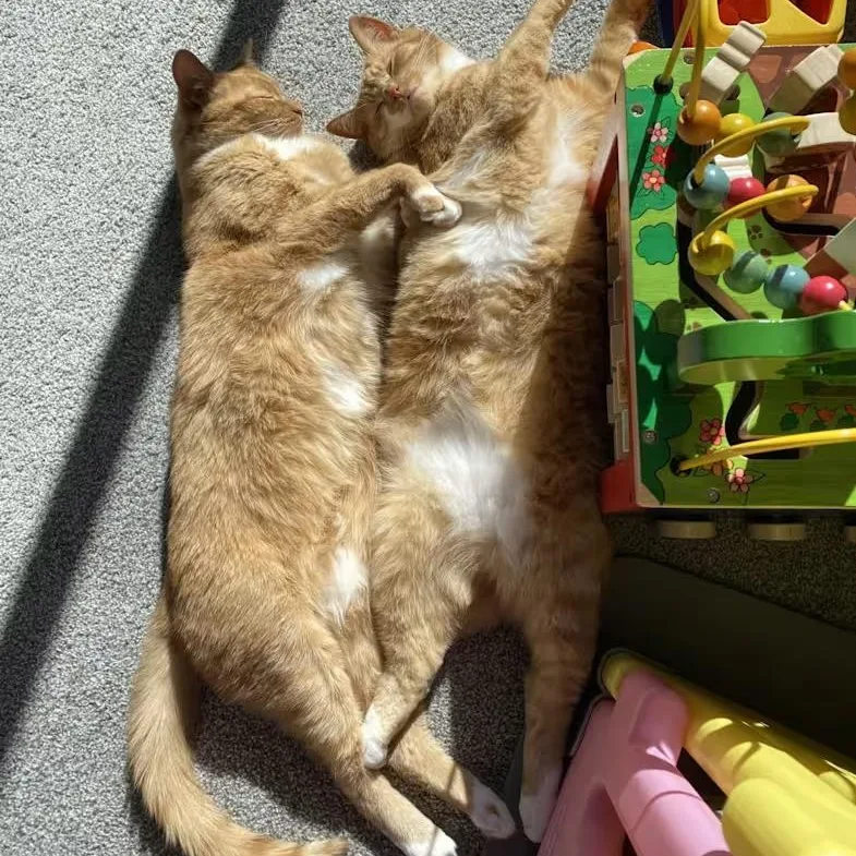 Bobo  Bonded Wcheeto thumbnail 4