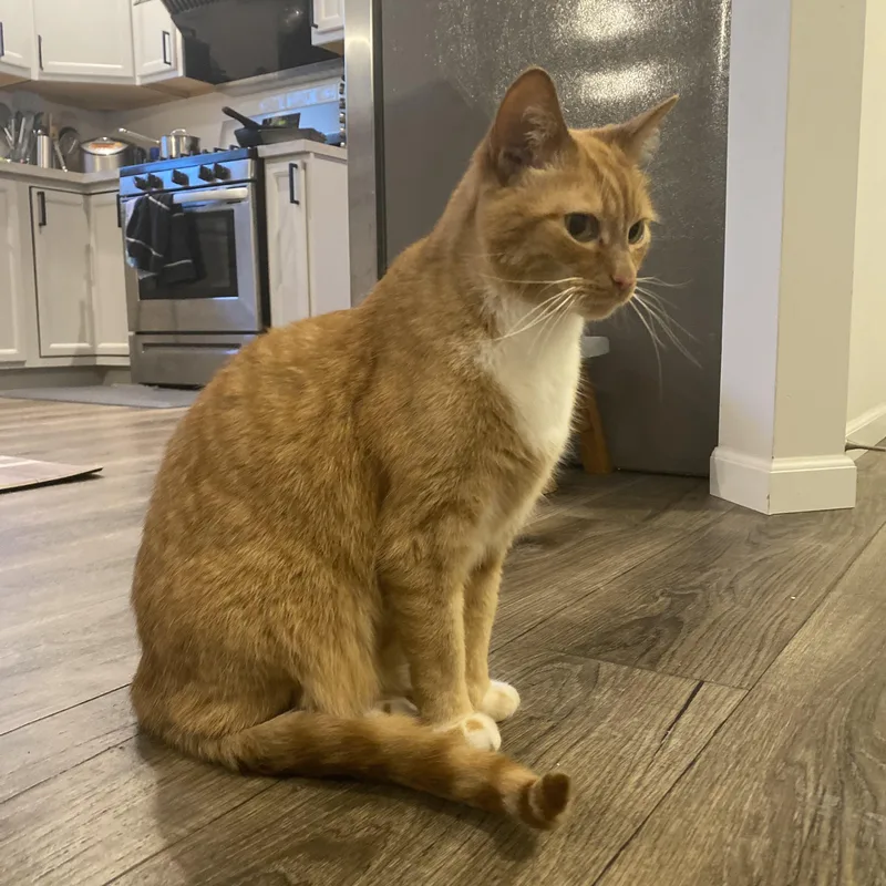 Bobo  Bonded Wcheeto thumbnail 5