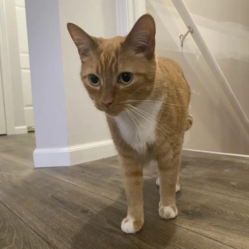 Bobo  Bonded Wcheeto thumbnail 6