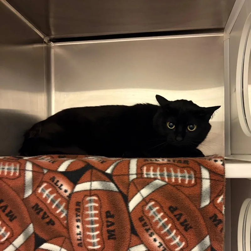 A senior large-sized female Black Domestic Short Hair cat named Serena for adoption in Council Bluffs, IA