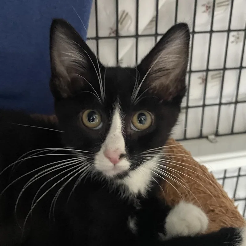 A baby small-sized male Black Domestic Short Hair cat named Roman for adoption in Chicago, IL